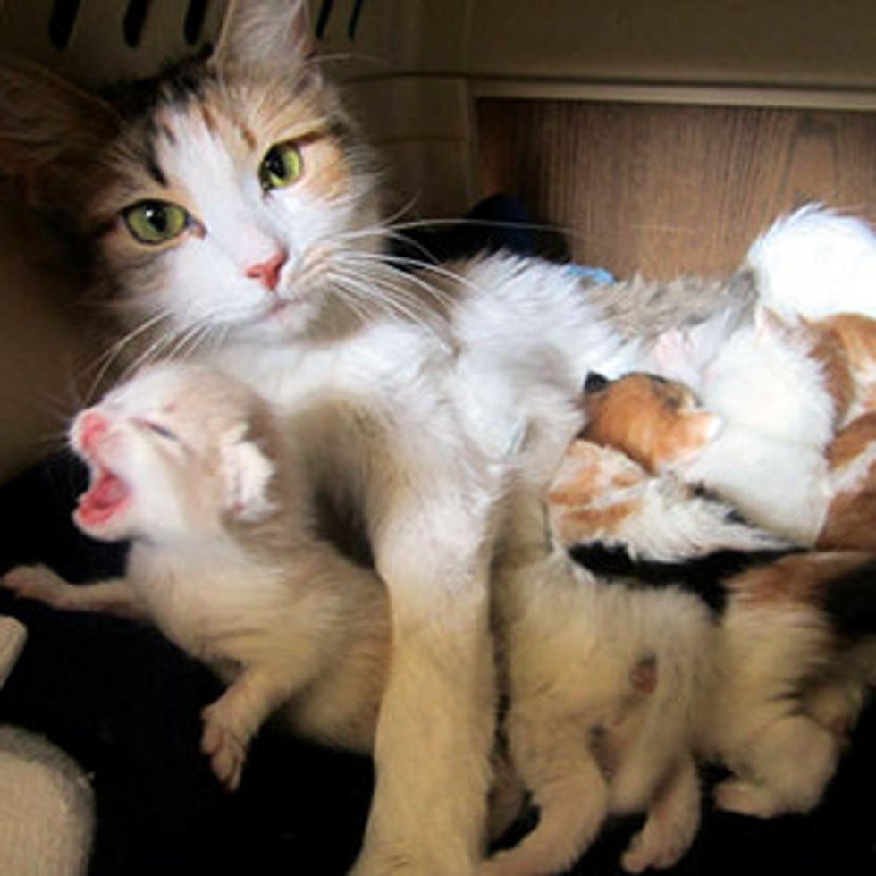 Stray Cat Mama Brings Surprise