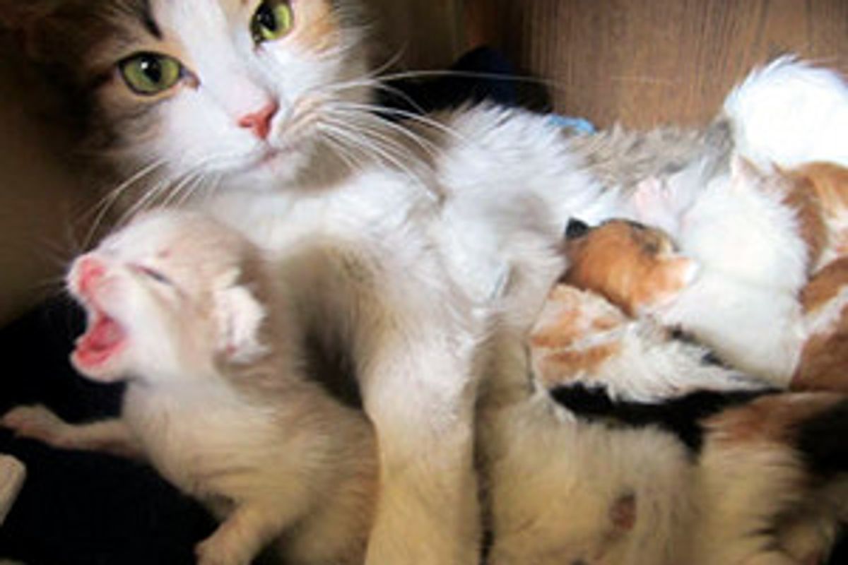 Stray Cat Mama Brings Surprise