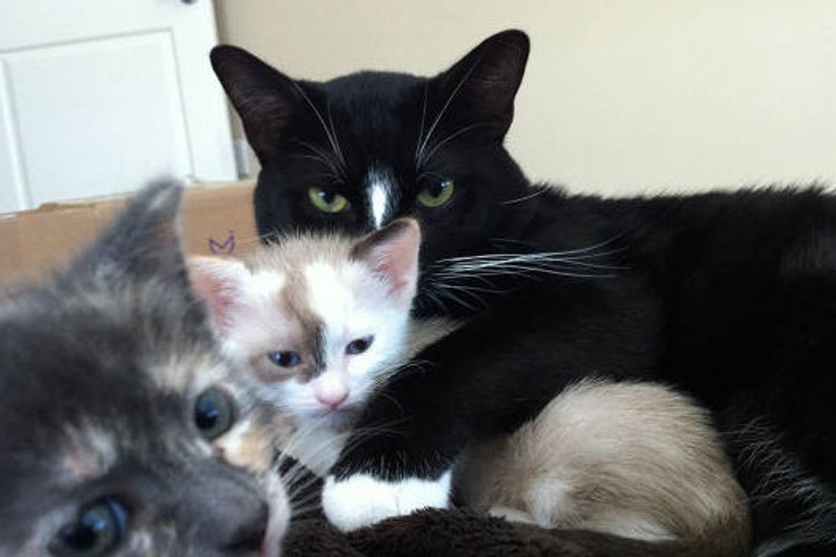 Protective Father Cat