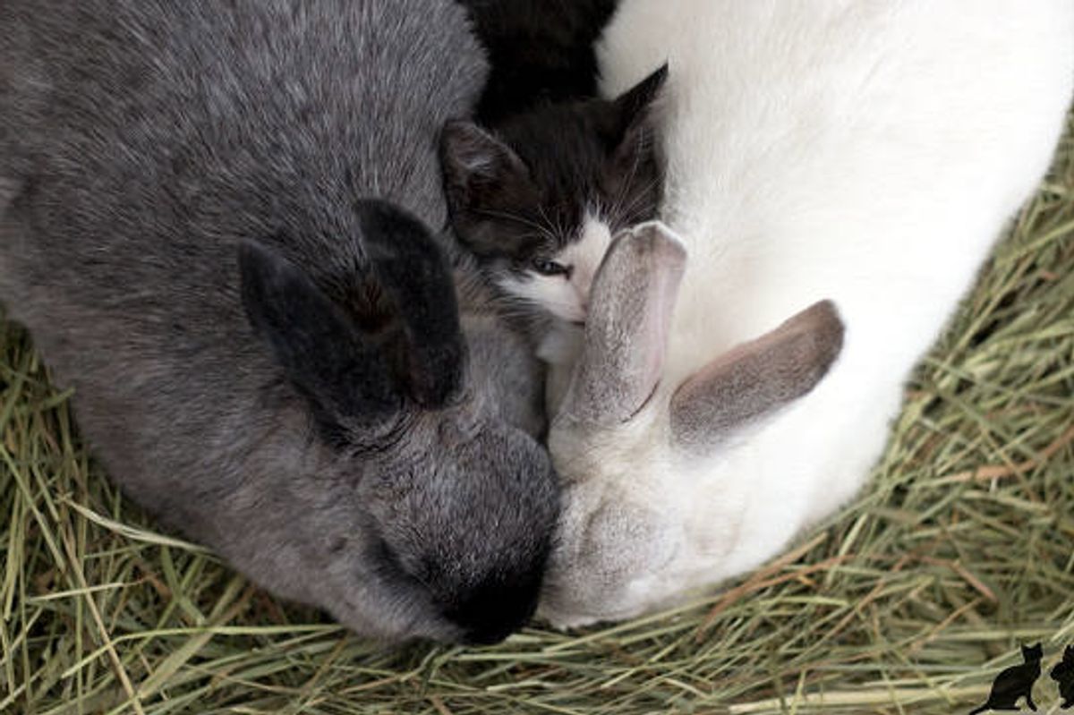 Orphan Kitten Bonds With Rabbits