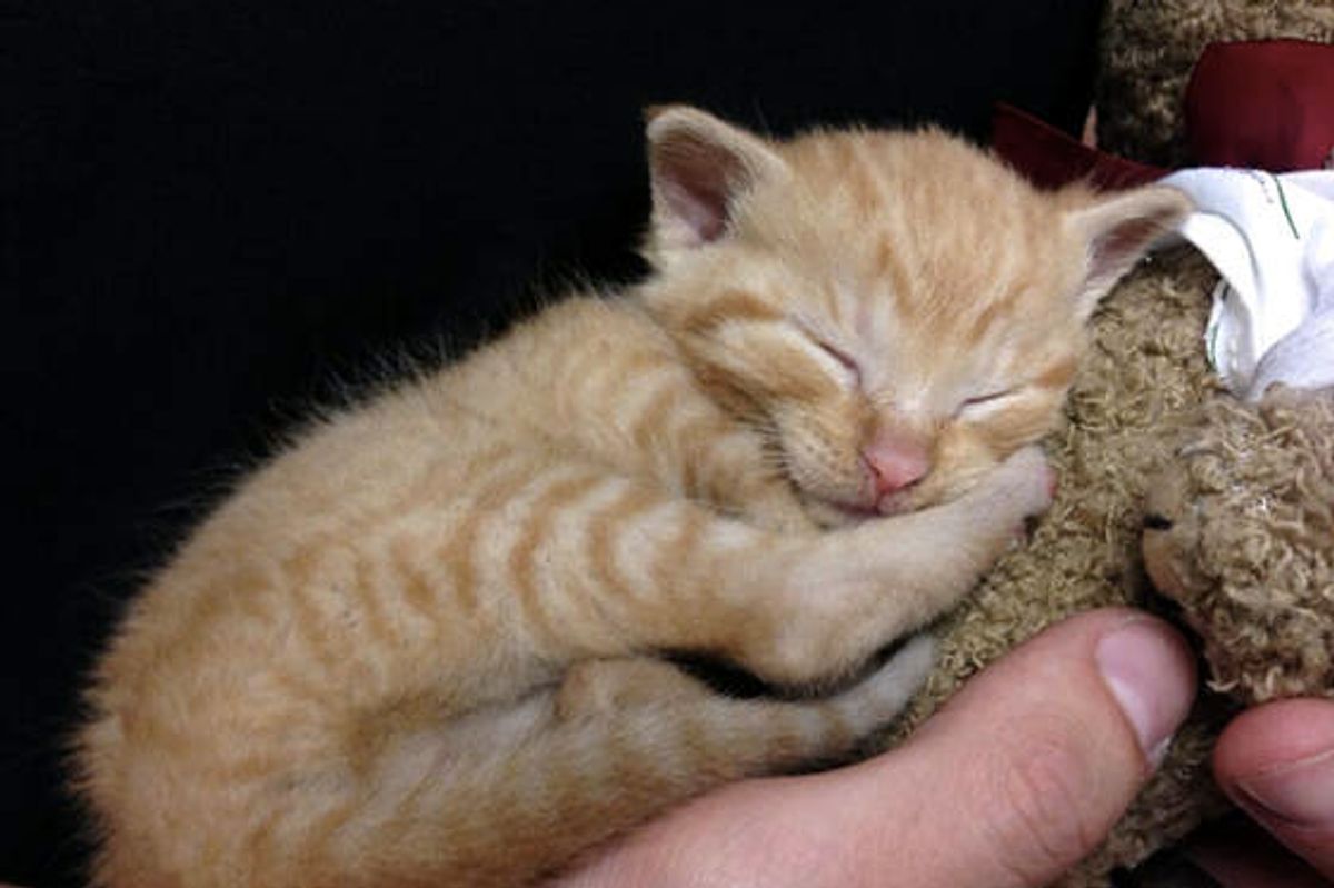 Police Officers Rescue Tiny Kitten From Garbage Can