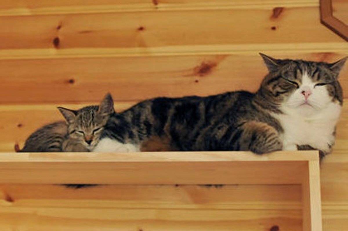 Just A Cuddle Please