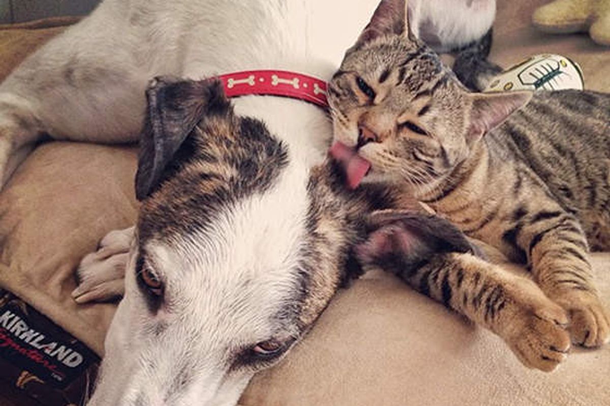 Unlikely Friendship Of Bengal Cat And Greyhound