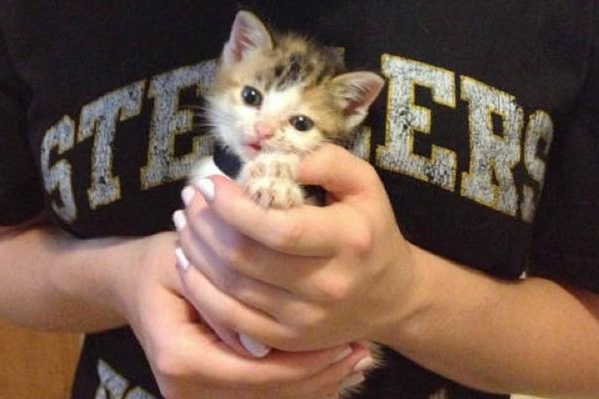 Harley the Rescue Feral Kitten Found Outside a House, Then and Now