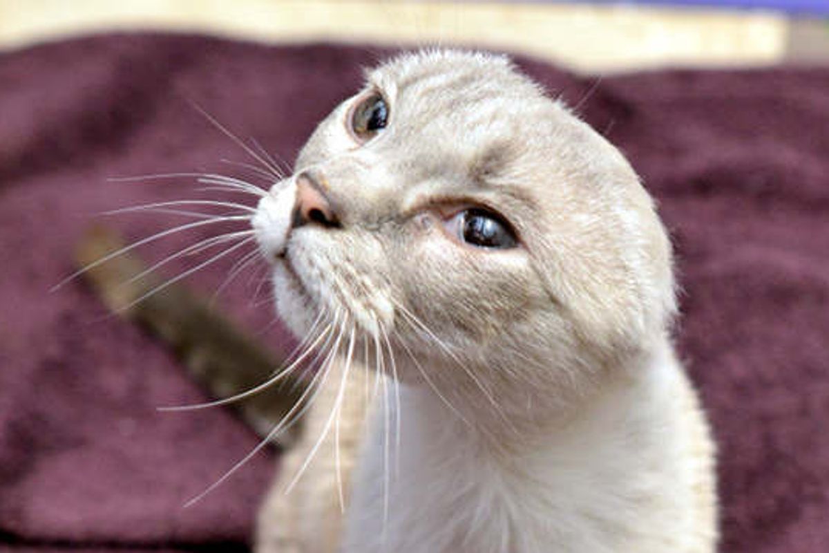 Carmen The Earless Cat