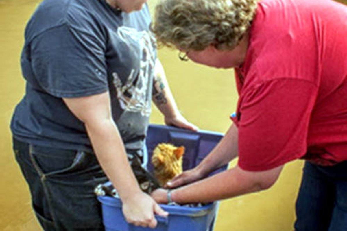 Colorado Flood Rescue Cats Reunited With Family