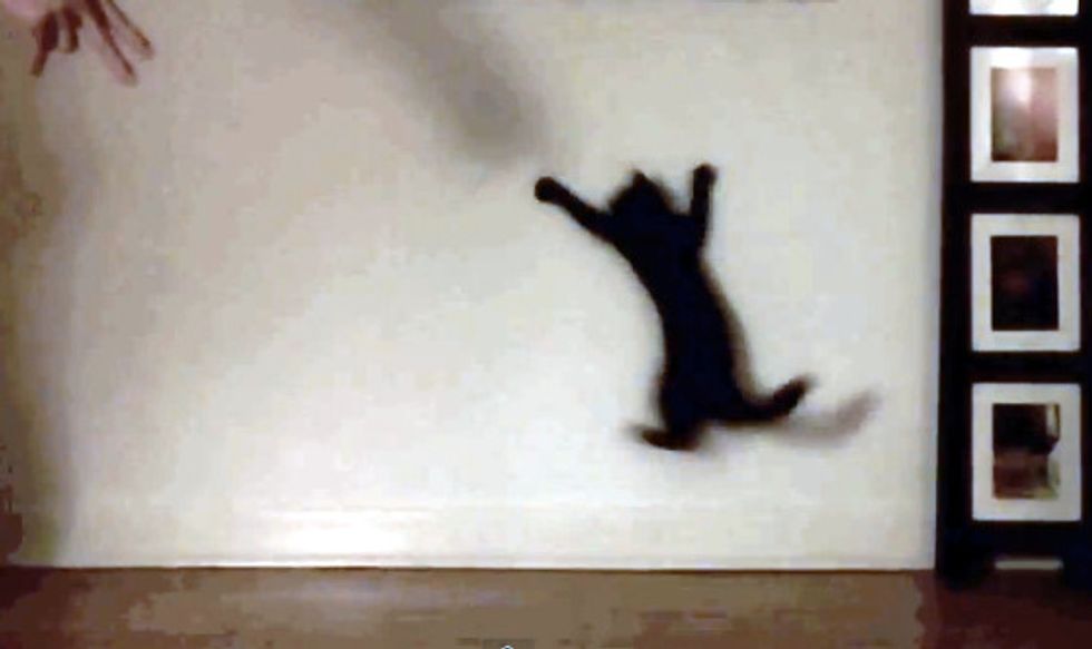 Shorty The Shadow Chaser