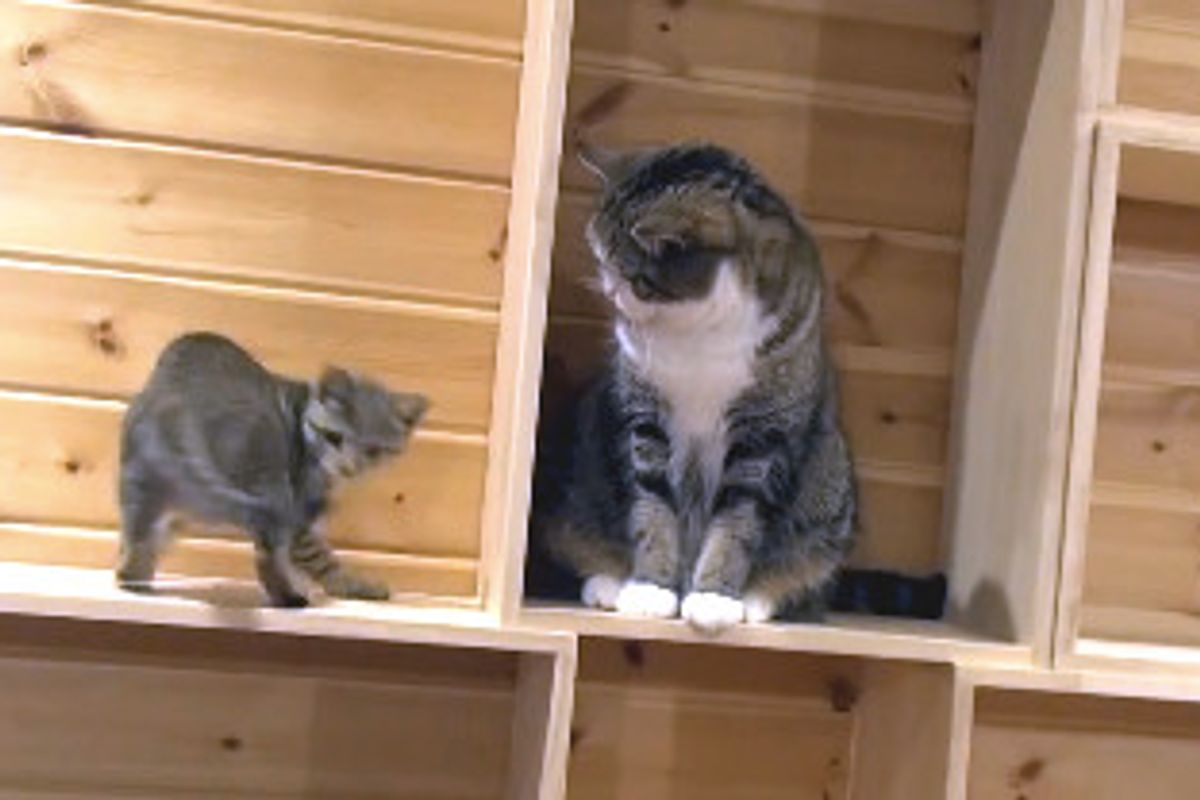 Maru Watches Hana Chase Her Tail