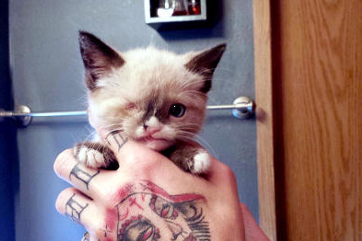 Captain Sir Stuffington The Kitten - A Raccoon Attack Survivor