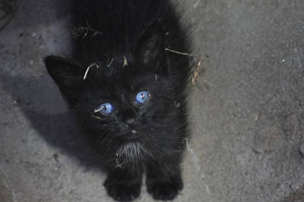Puddles The Cat Saved From Storm Drain