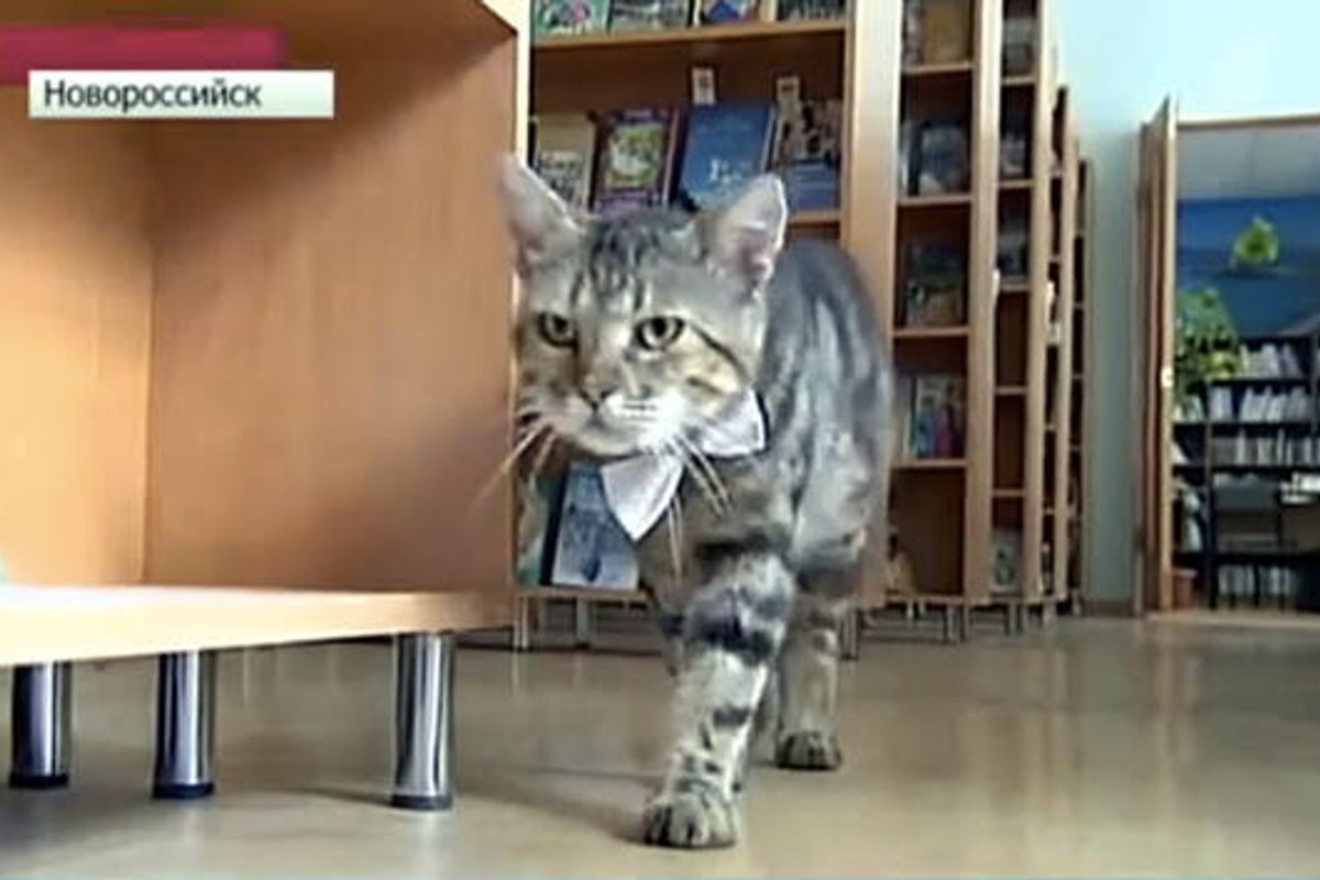Former Stray Cat Becomes Assistant Librarian At Children's Library In Russia