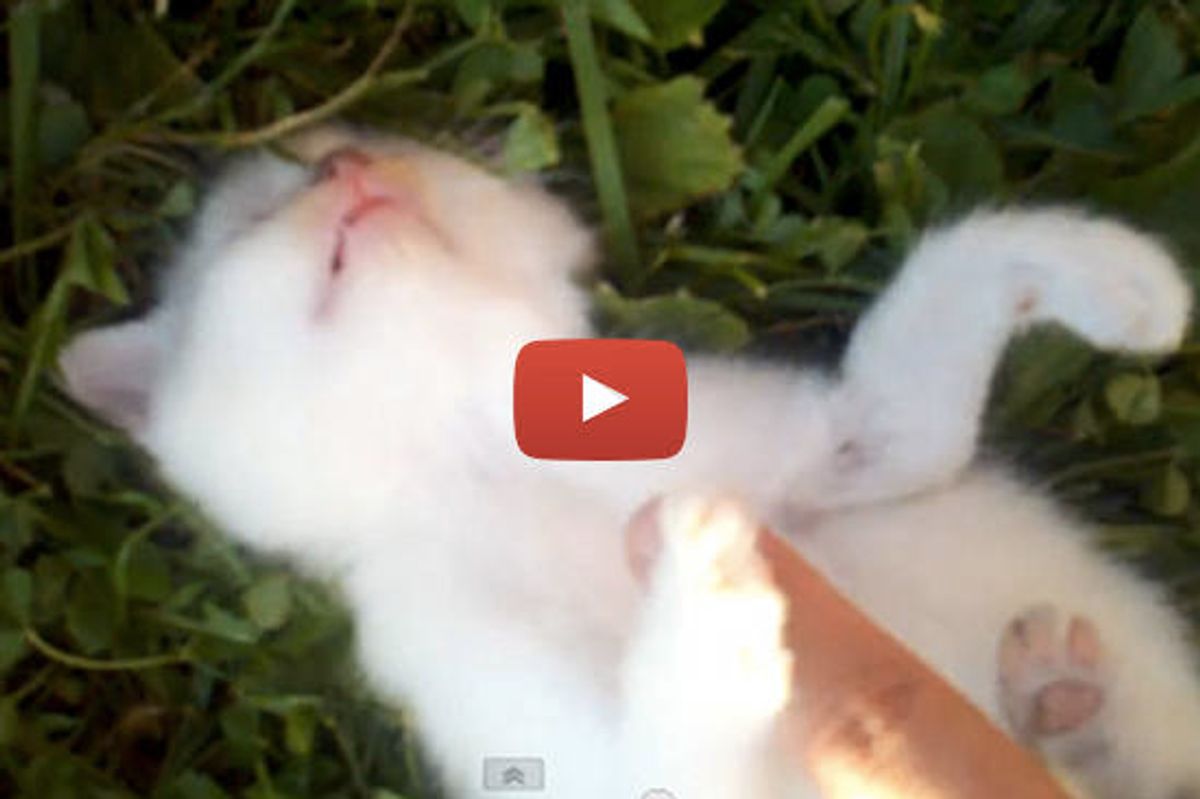Happy Soft Kitty