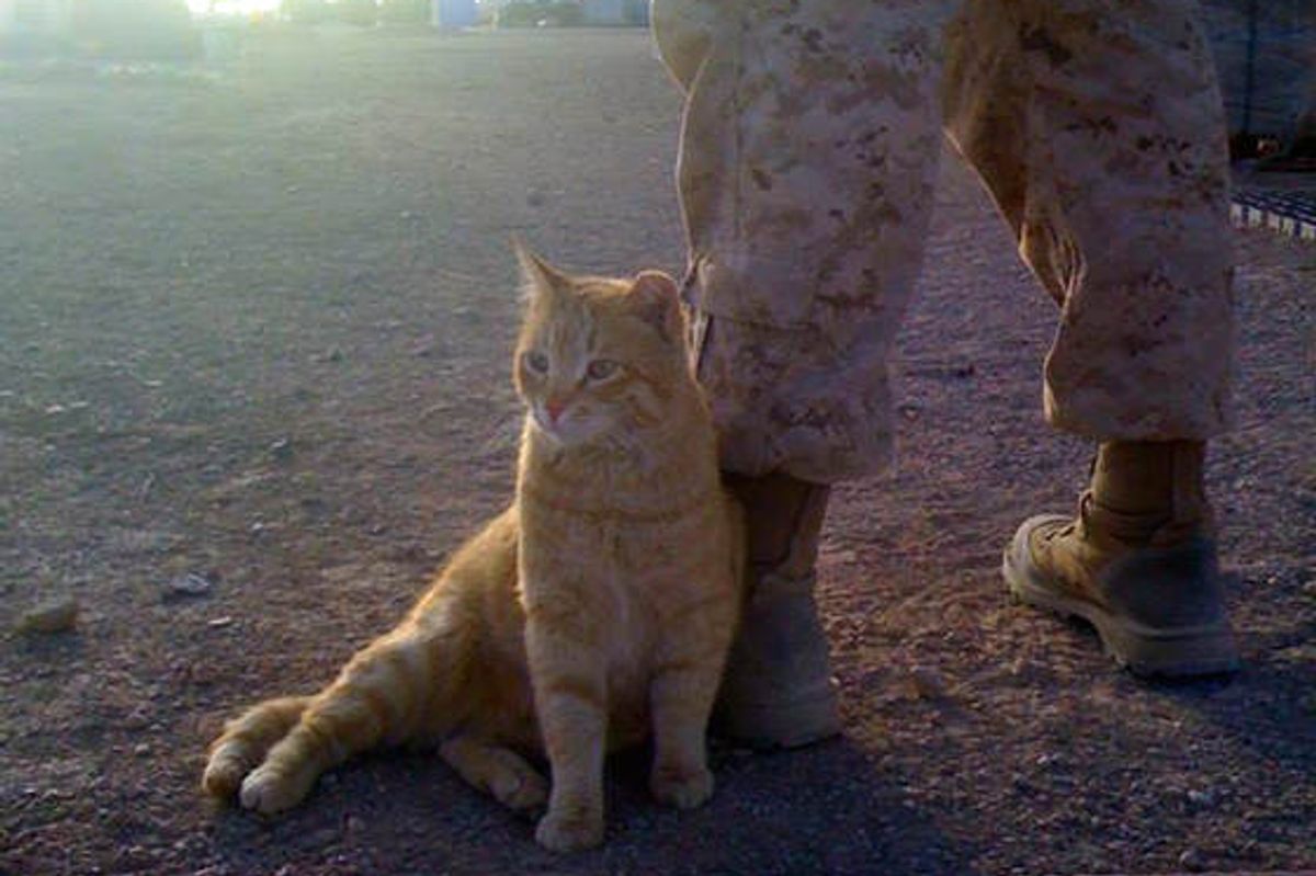 Cat Strays Into The Hearts Of Soldiers In Afghanistan
