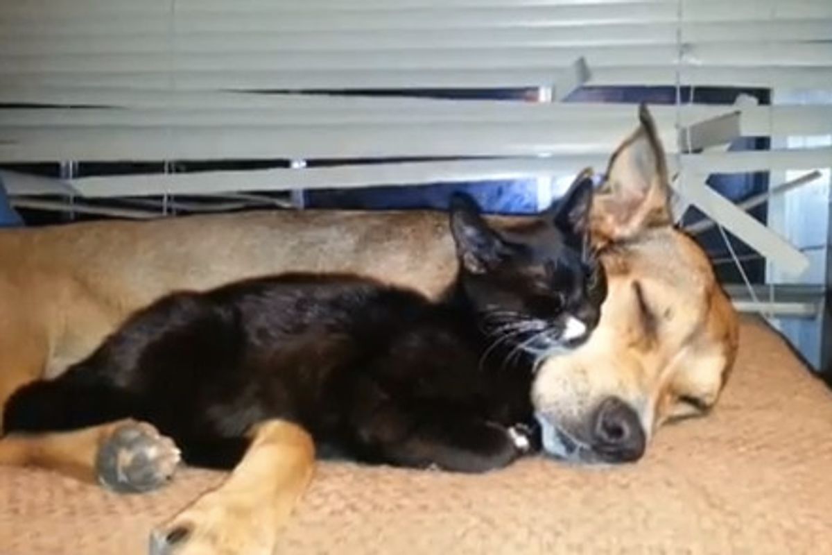 Rescue Kitten Thinks Dog Is Mama