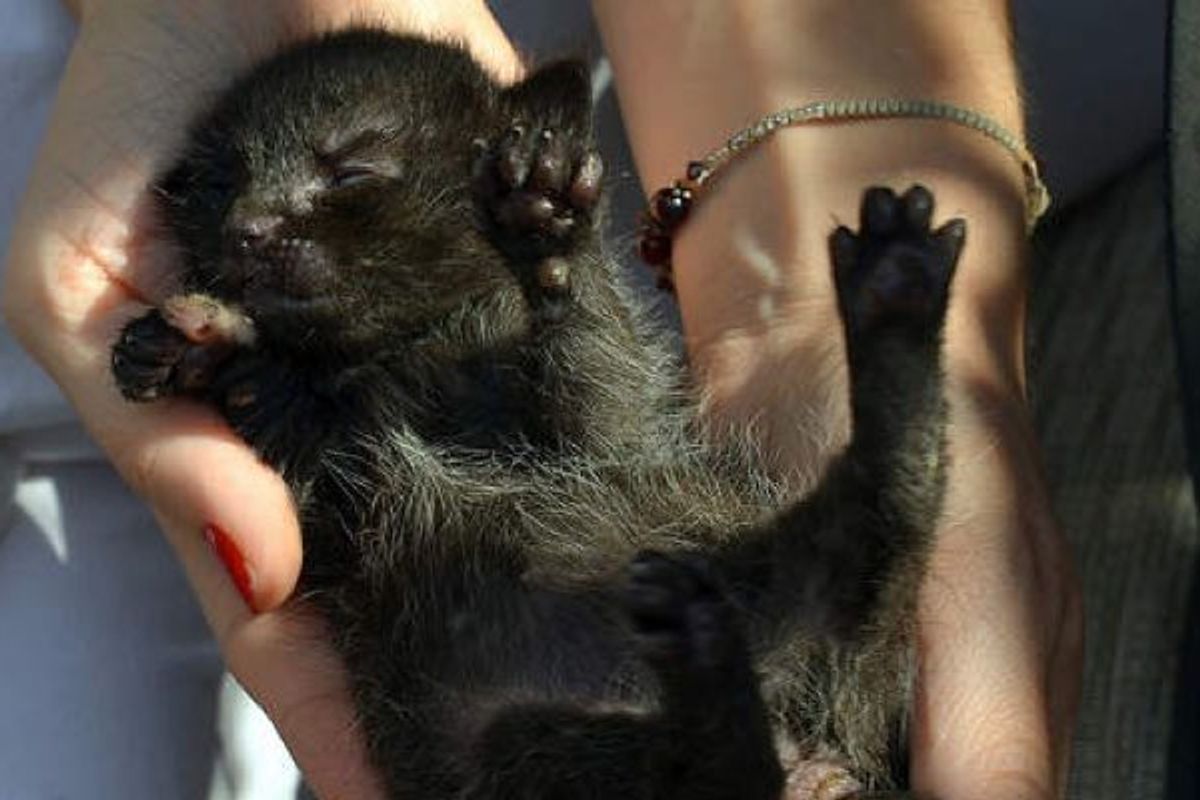 Tiny Orphaned Kitten Wailing for Mom, Journey To Forever Home