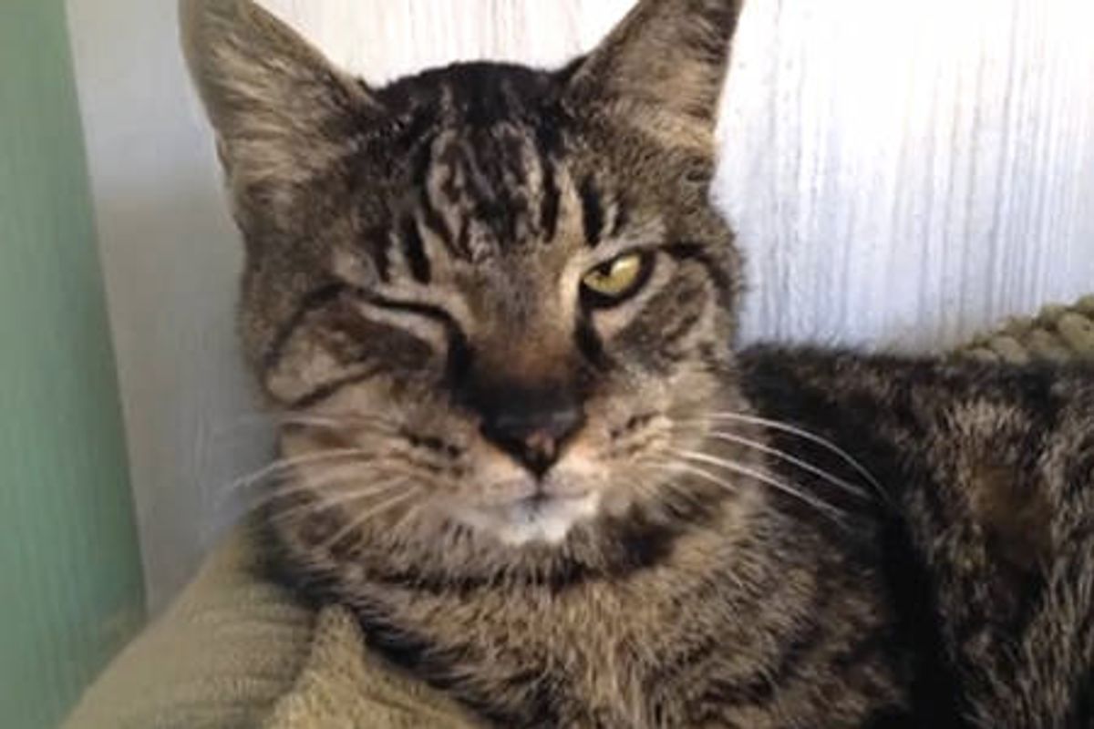 10 Reasons to Adopt an Older Cat!