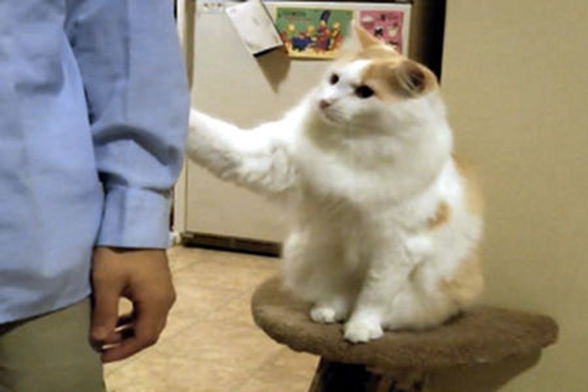 Cat Demands Attention