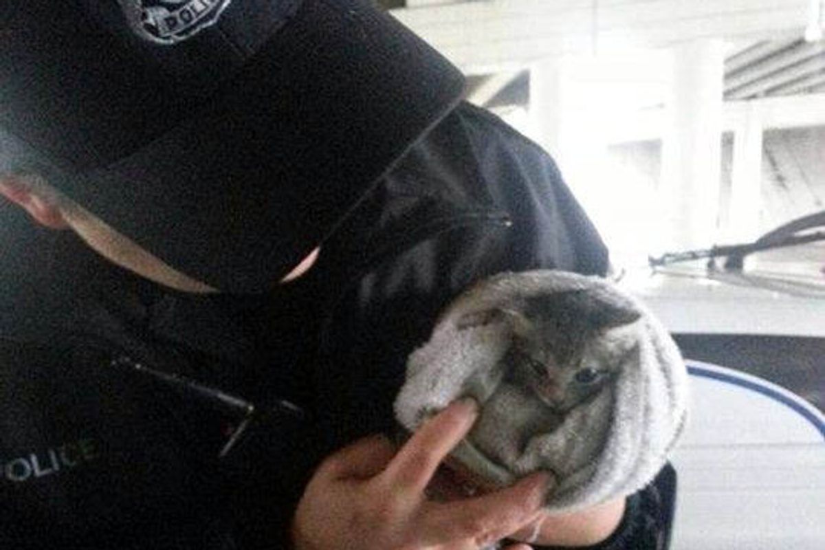 Kitten Saved By Kind Person, Adopted By Police Officer