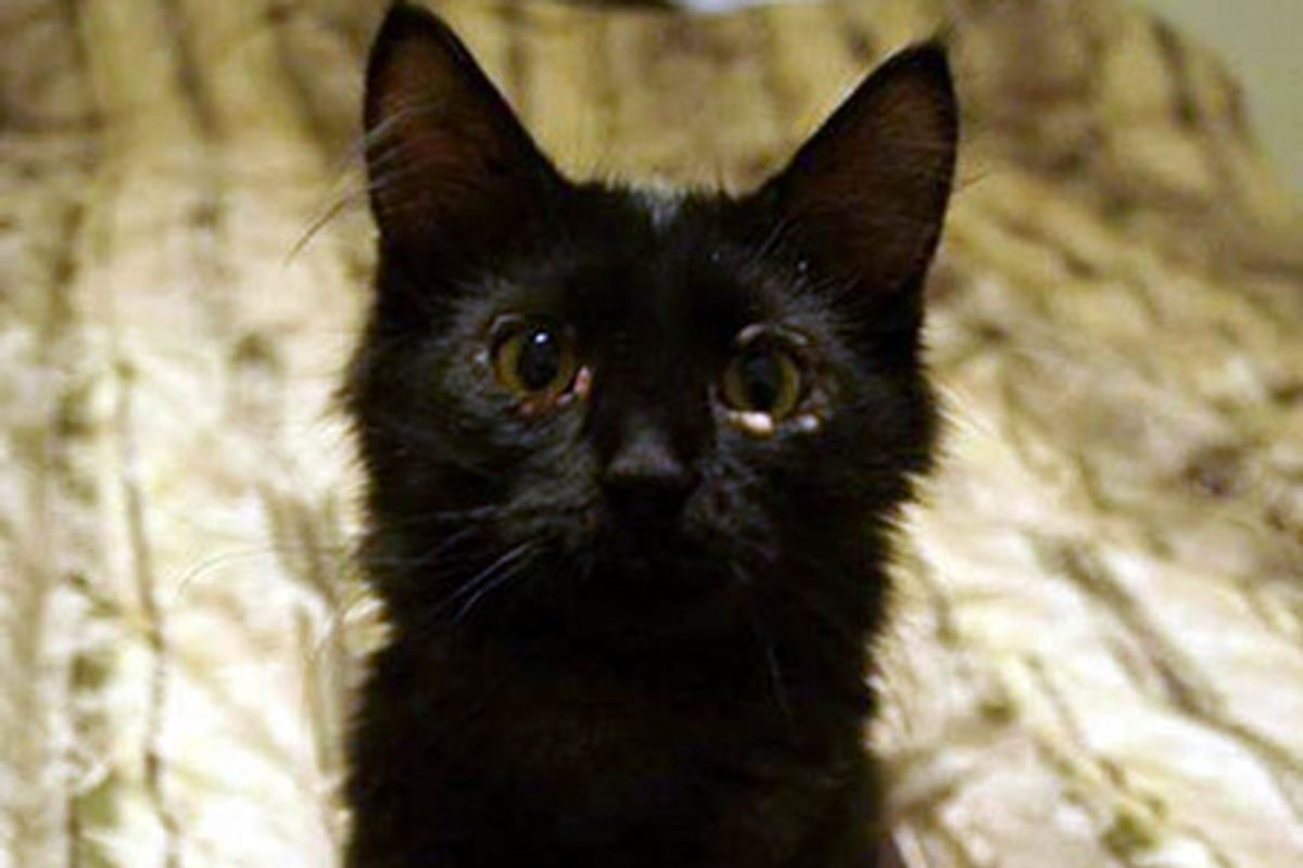 Monet The Cat: Fighter Against Cancer