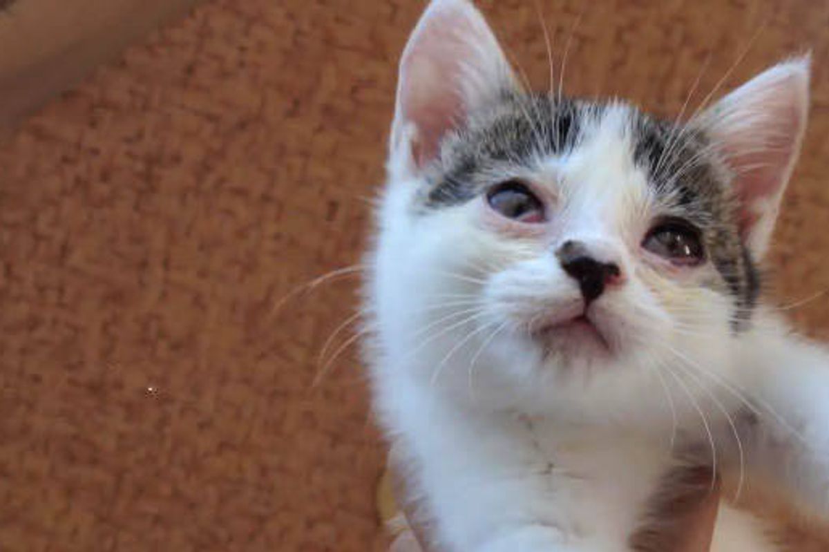 A Second Chance Helps Kitten See Again