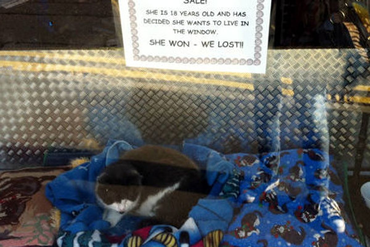 18 Year Old Cat Decides To Live In Store Window