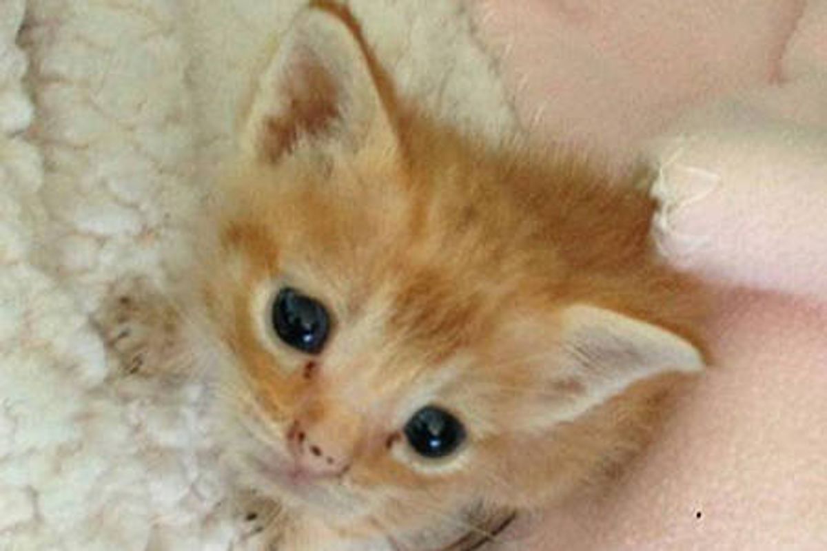 Little Fighter Javier