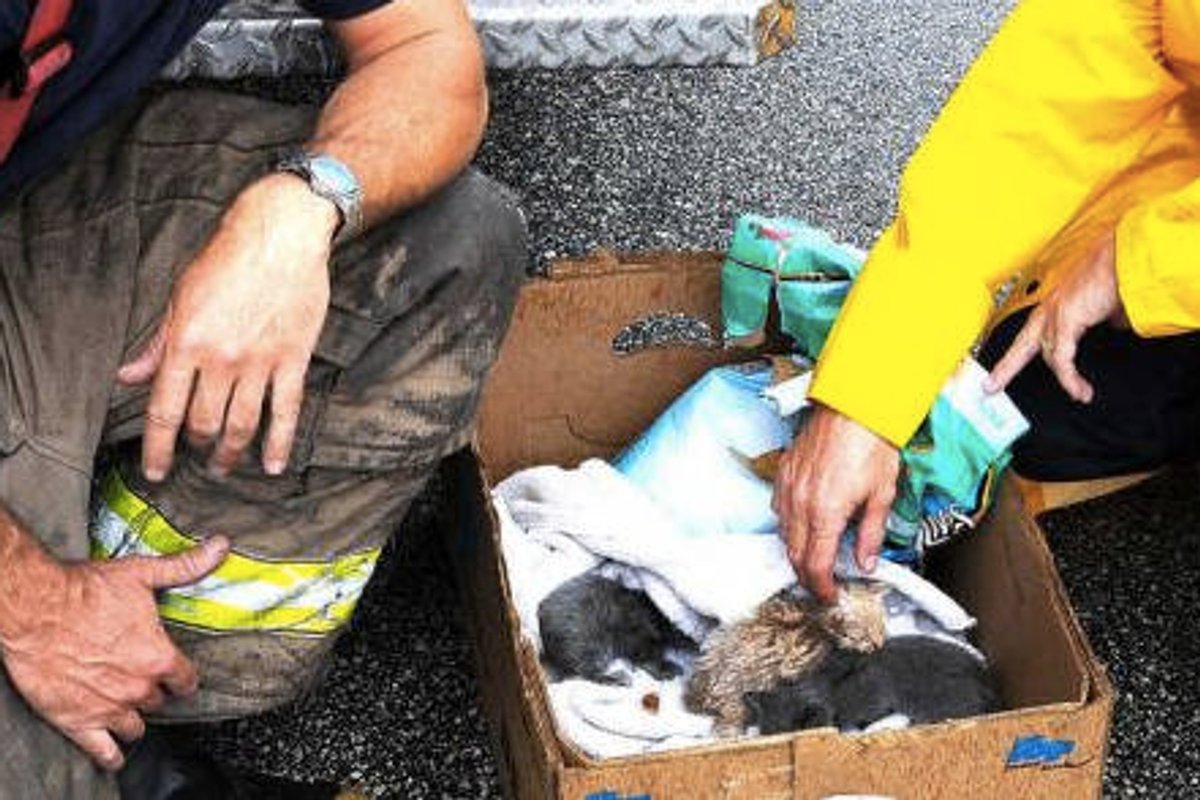 Firefighters Save New Born Kittens From Fire Debris
