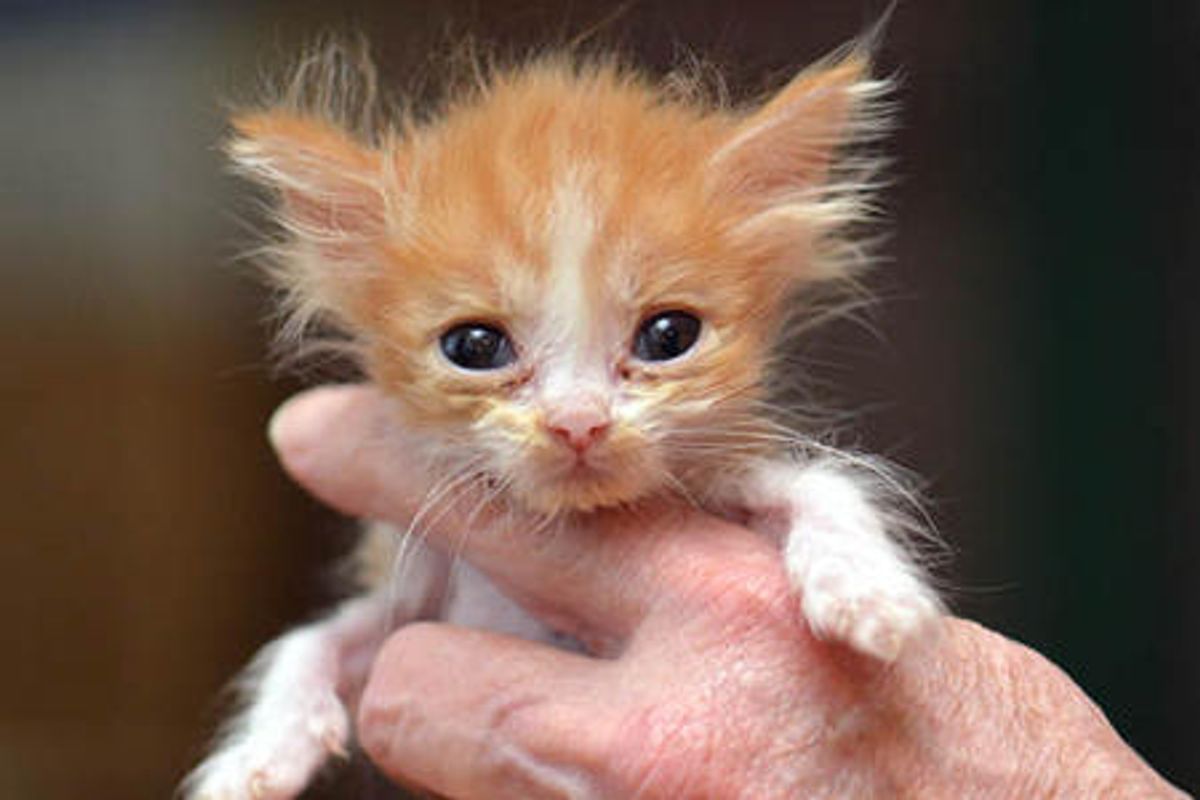 Nemo Is Found Under A Bush