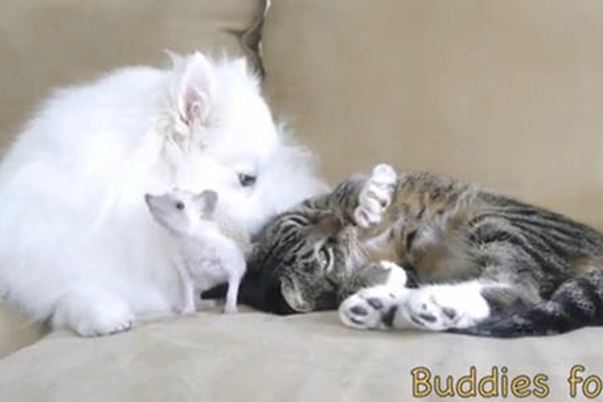 Beautiful Friendship: Cat, Hedgehog & Dog