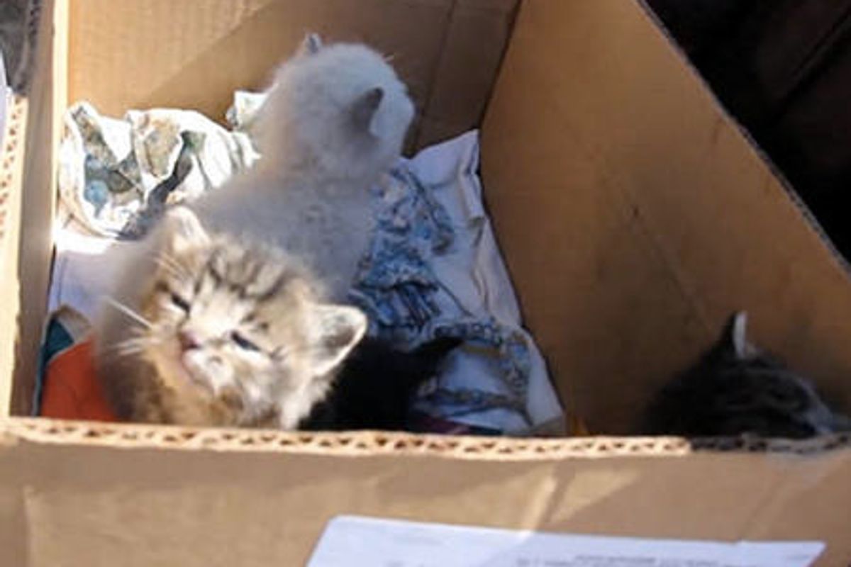 Kittens Trapped Behind a Wall Are Saved & Reunited With Mother Cat