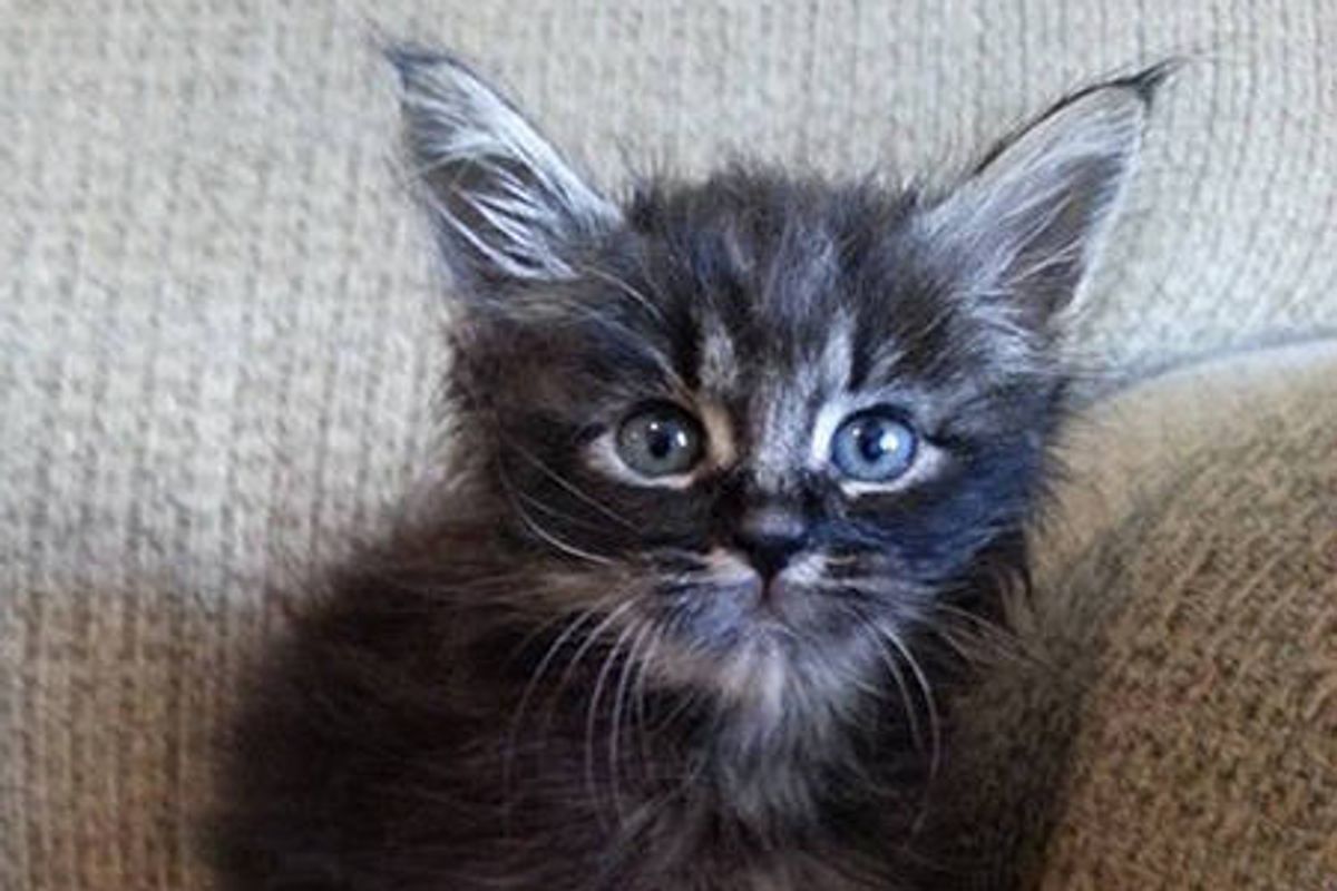 Foster Kitten Looks Like An Elf