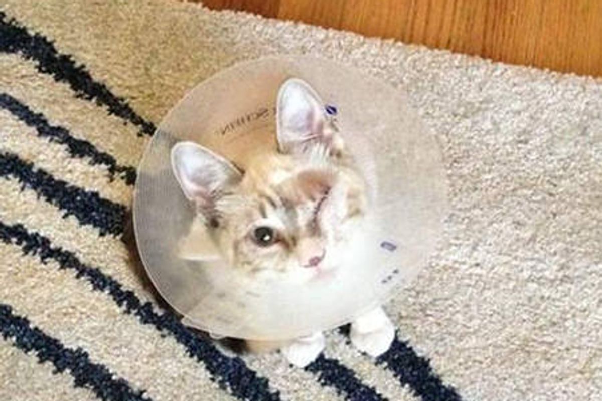 A Second Chance Changes The Life Of An One Eyed Cat