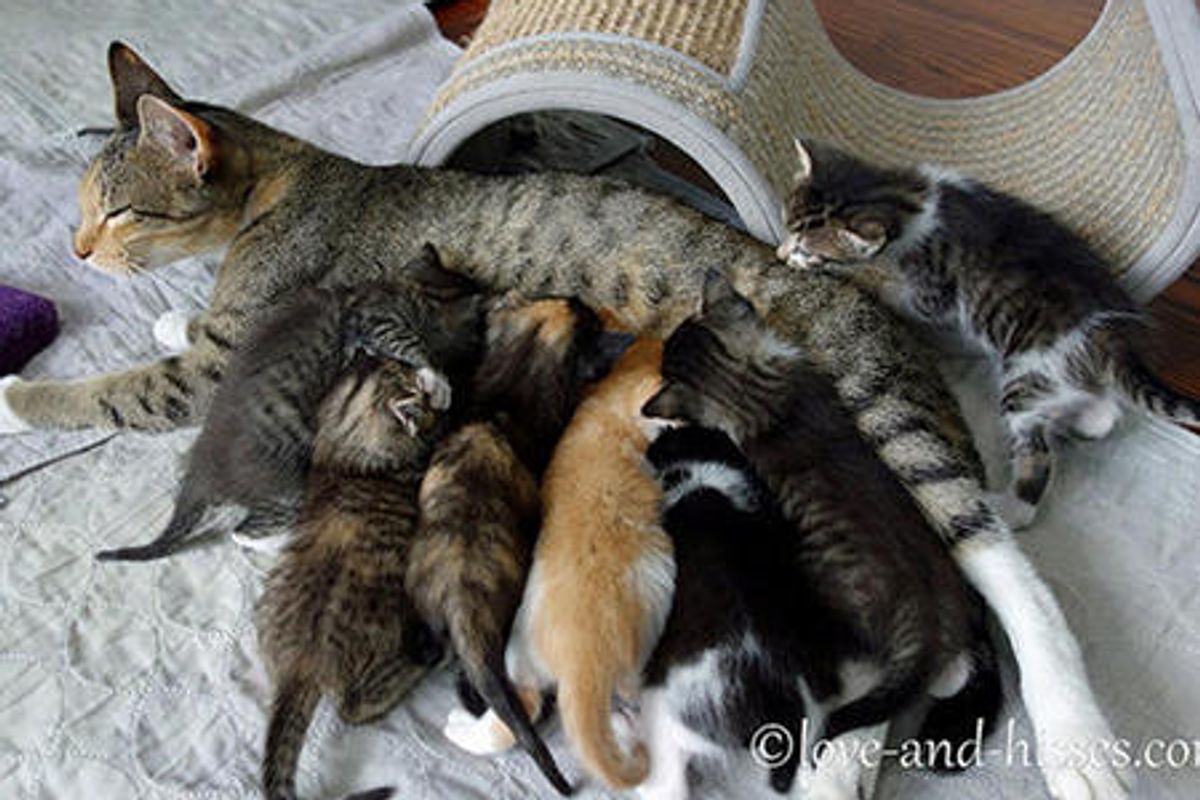 Cat Mother And Her Seven Kittens
