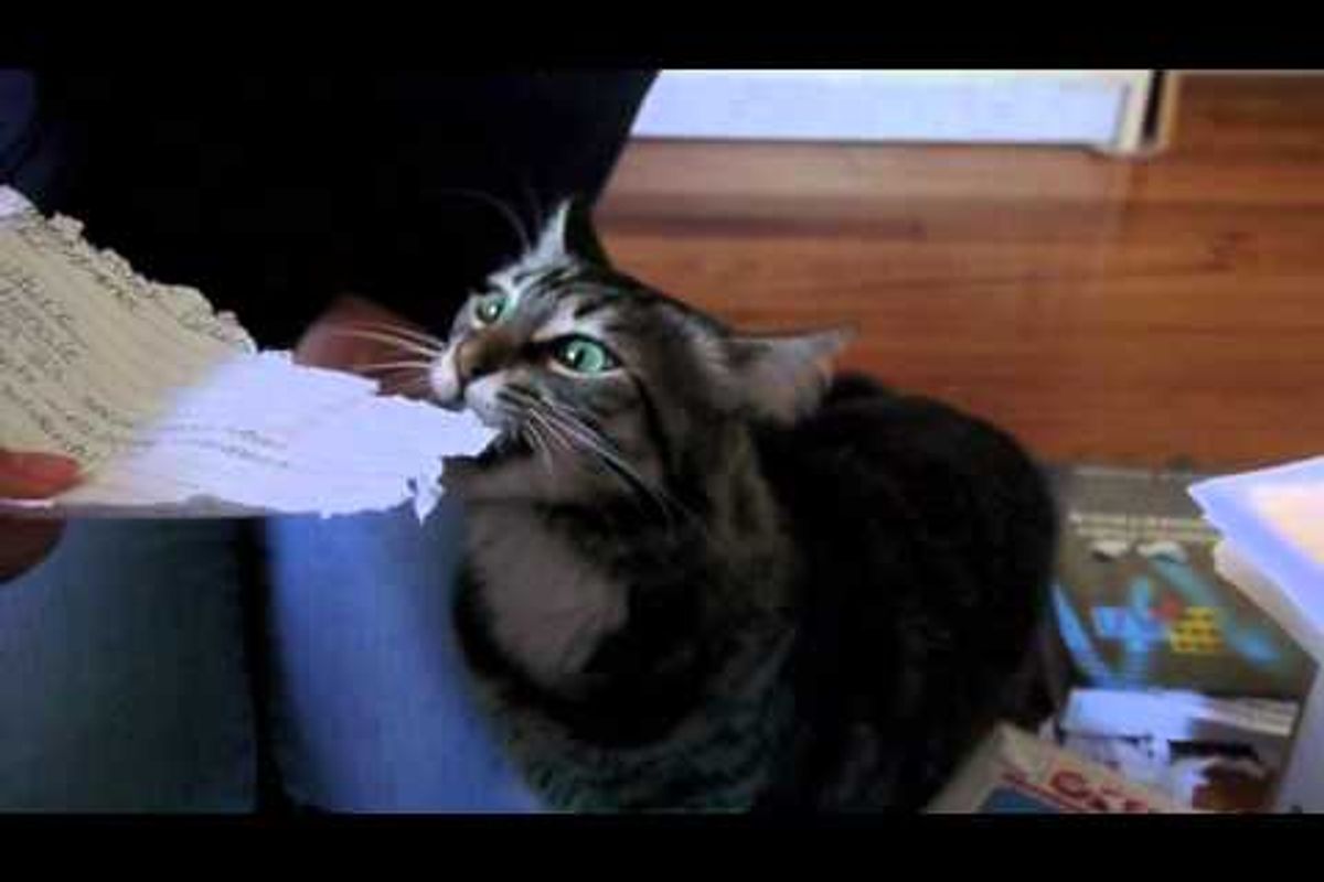 Pepper The Cat Shredding Notes