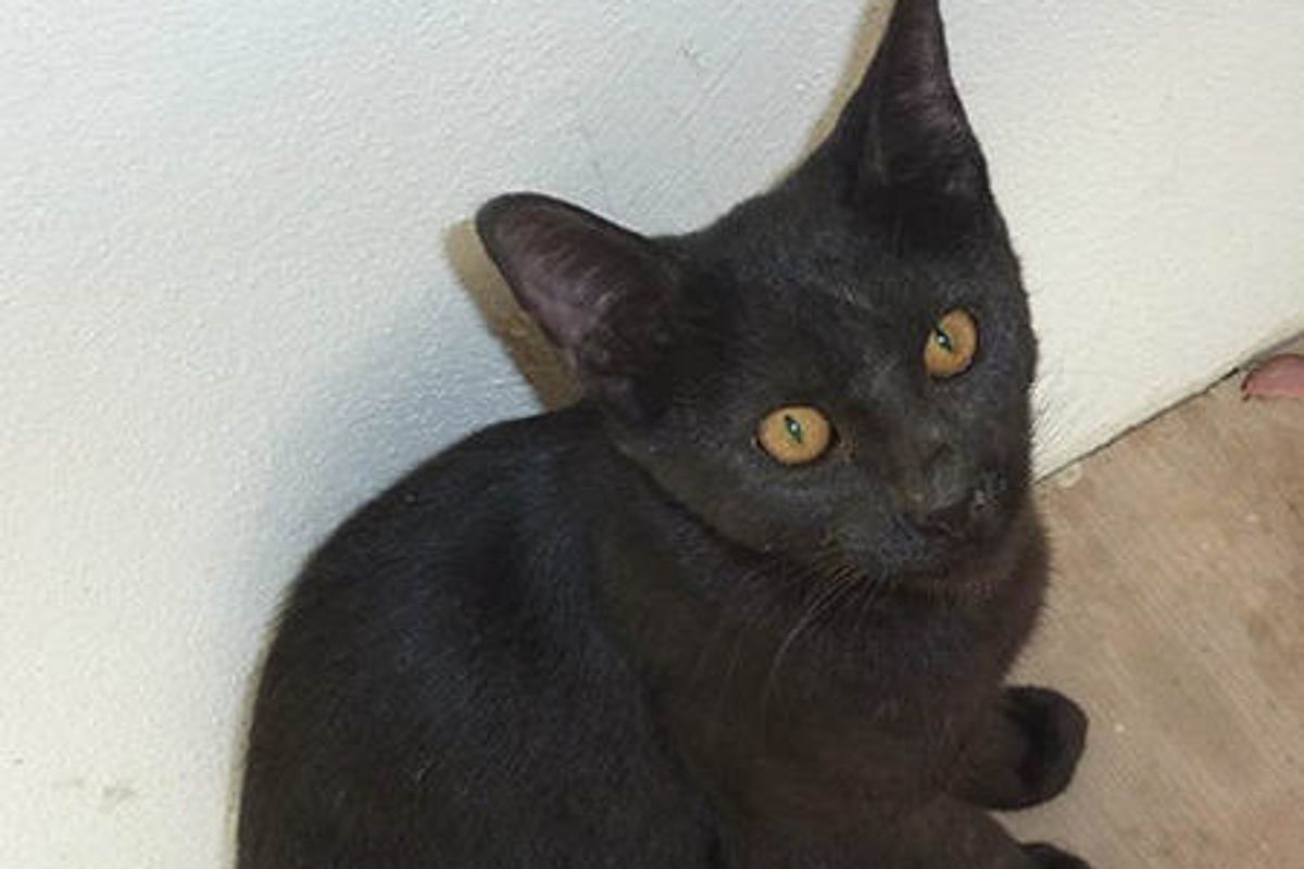 Soldier Bringing His Second Rescue Cat Home From Overseas Deployment