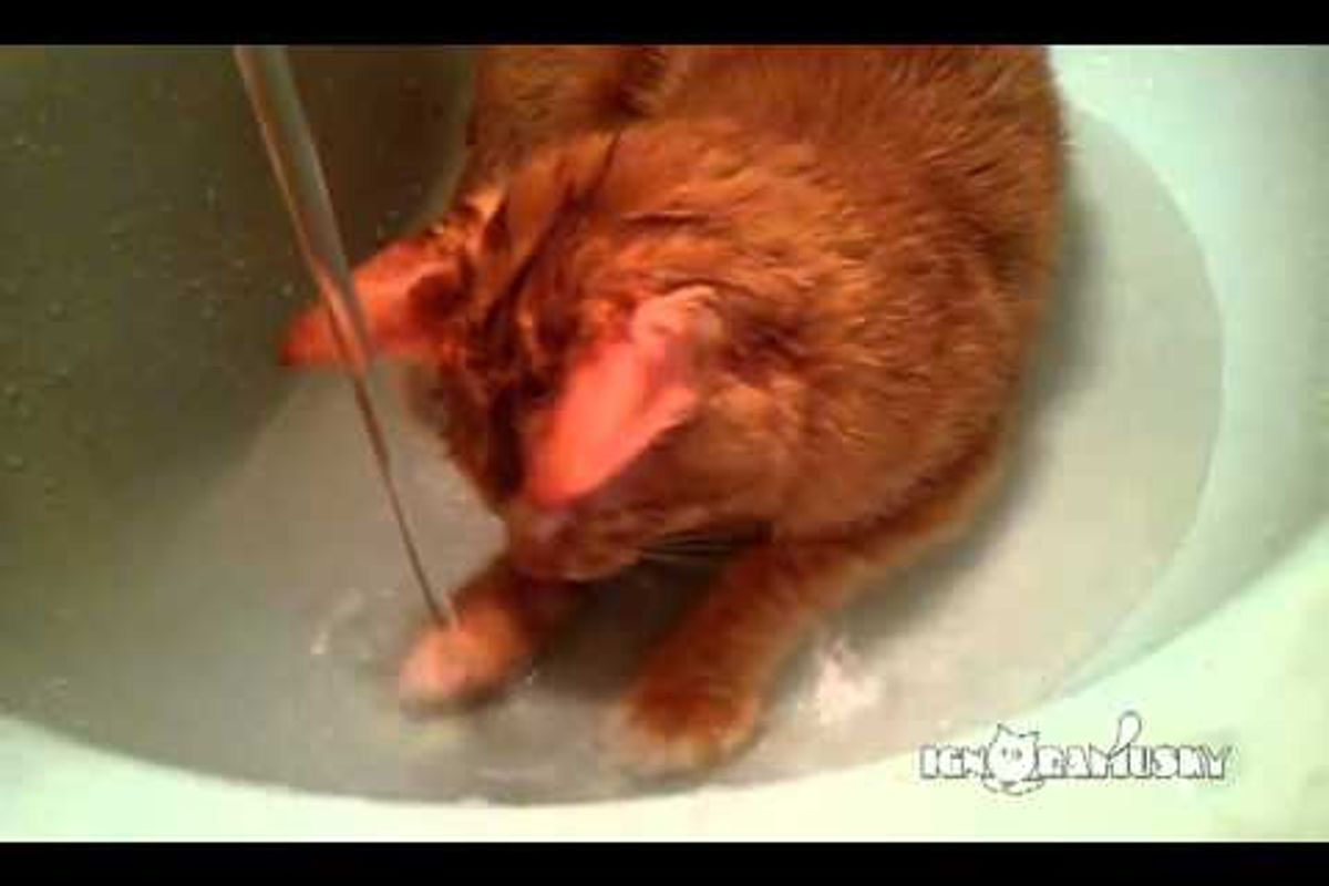 Cat Fascinated By Water In The Sink