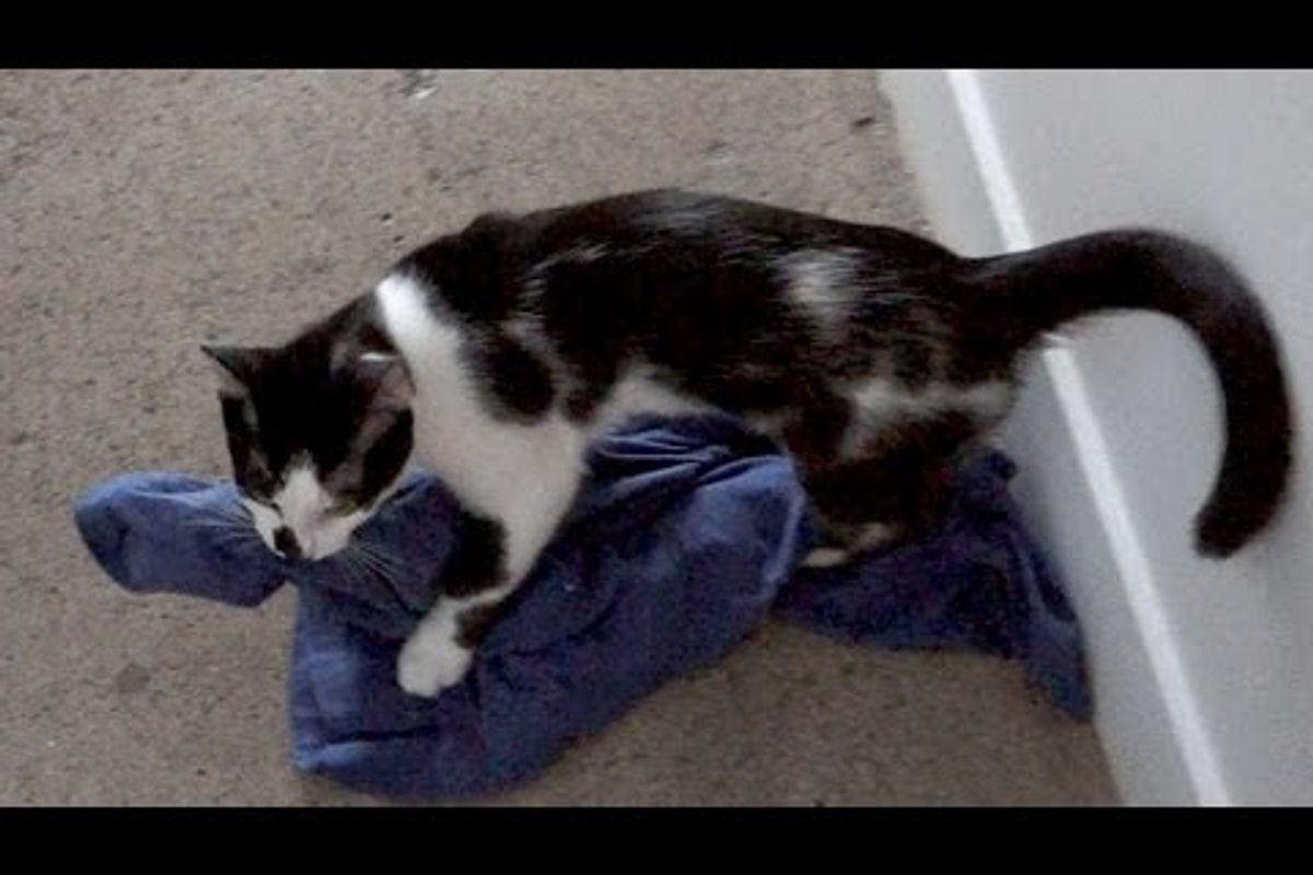 Kitty Helps With The Laundry