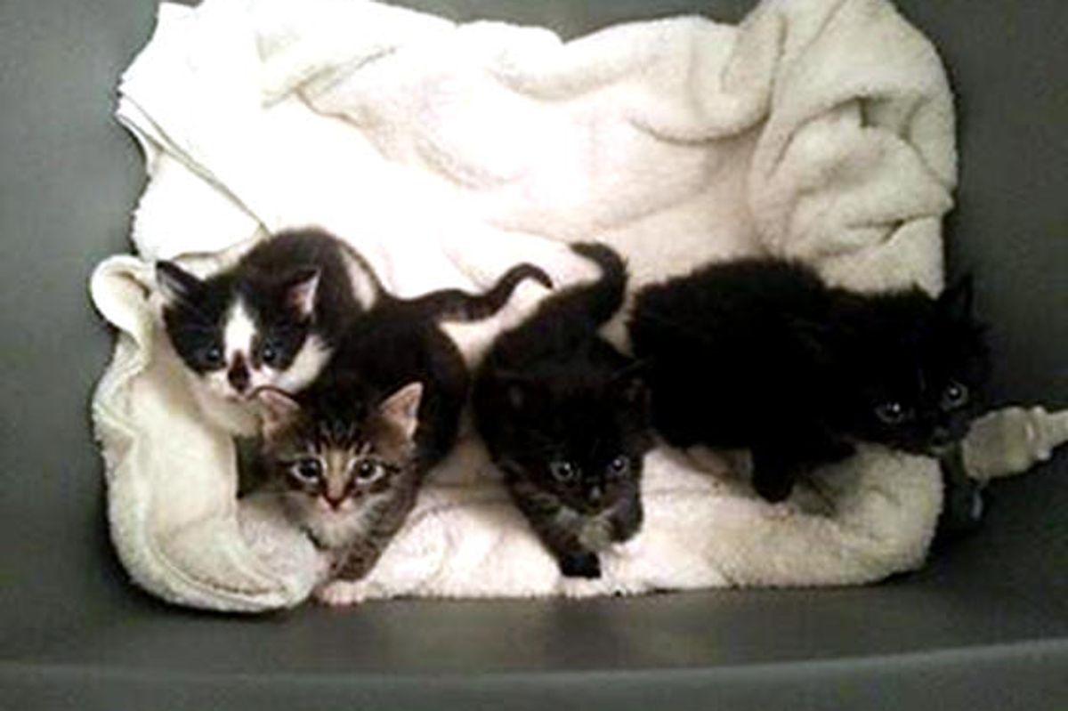 Kittens Saved With Help From Cell Phones