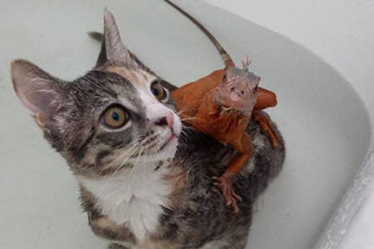 Kitten And Lizard: Unlikely Friendship