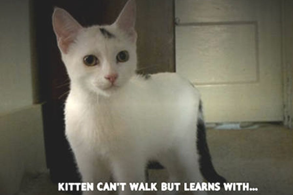Kitten Can't Walk But Learns With A Walker - Tails of Survival