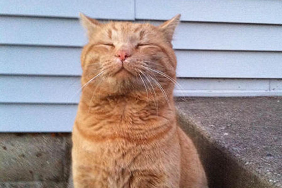 Cat Has Lived The Street Life, Moves Into A Home