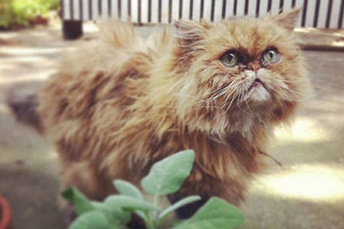 Muppet The Cat: Story Of A Hurricane Sandy Survivor