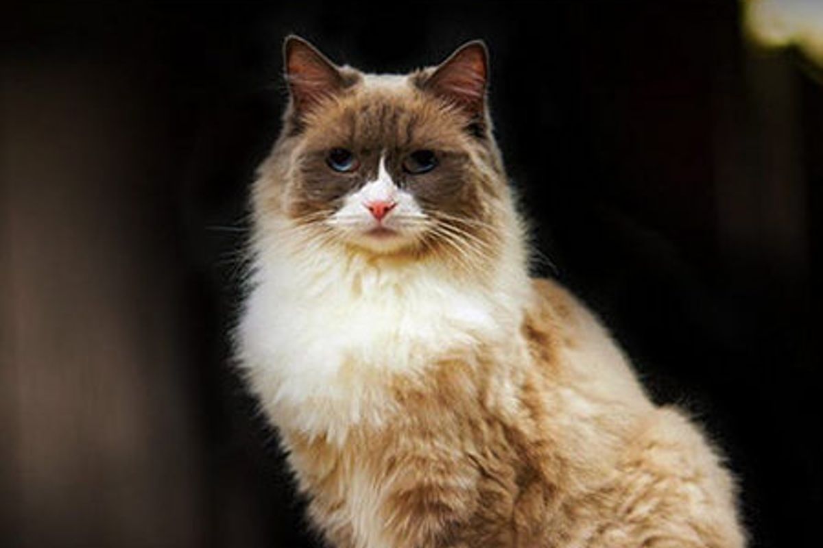 The Algonquin Cat