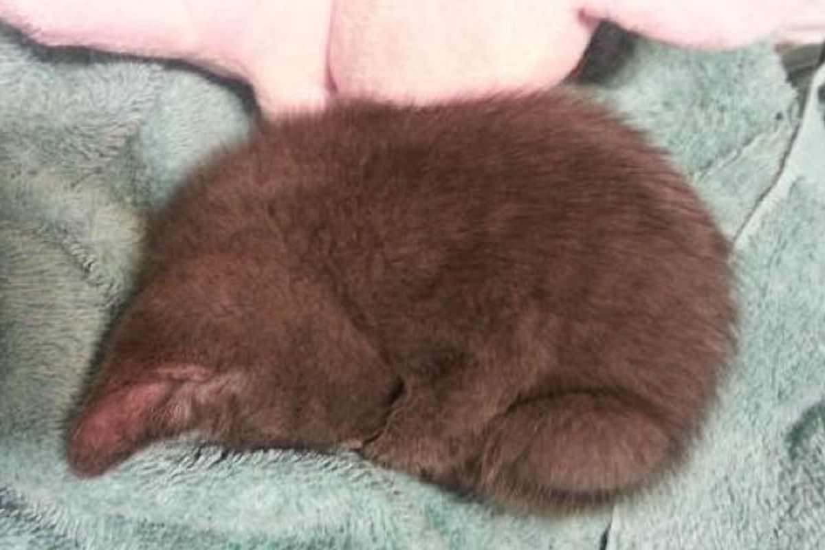 Young Man Saves Cat Who Changes His Life Forever