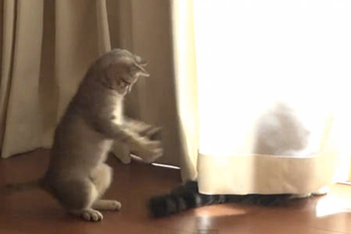 Maru's Tail Fascinates Hana