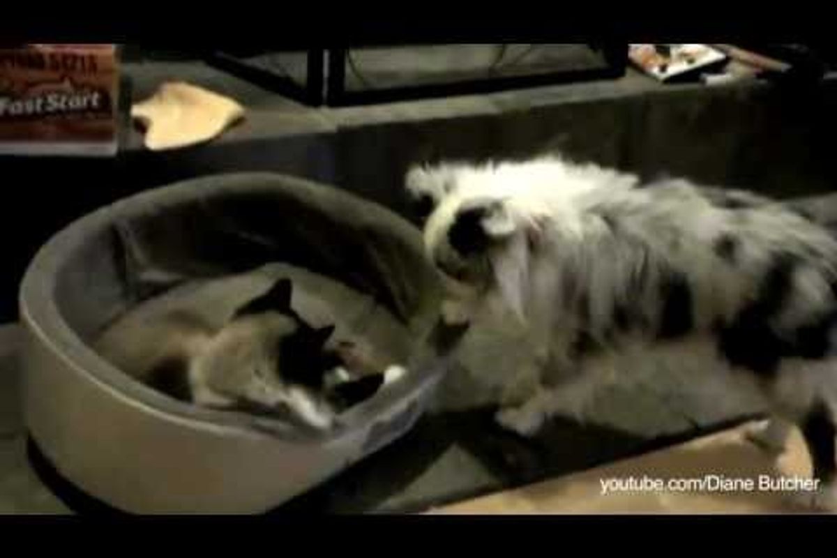Cats Stealing Dog Beds