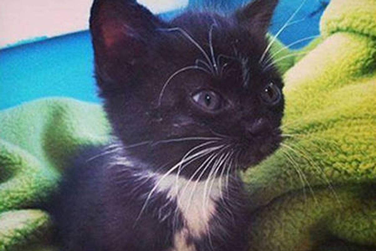 Man Determined To Save Kitten From The Bottom of A Long Pipe