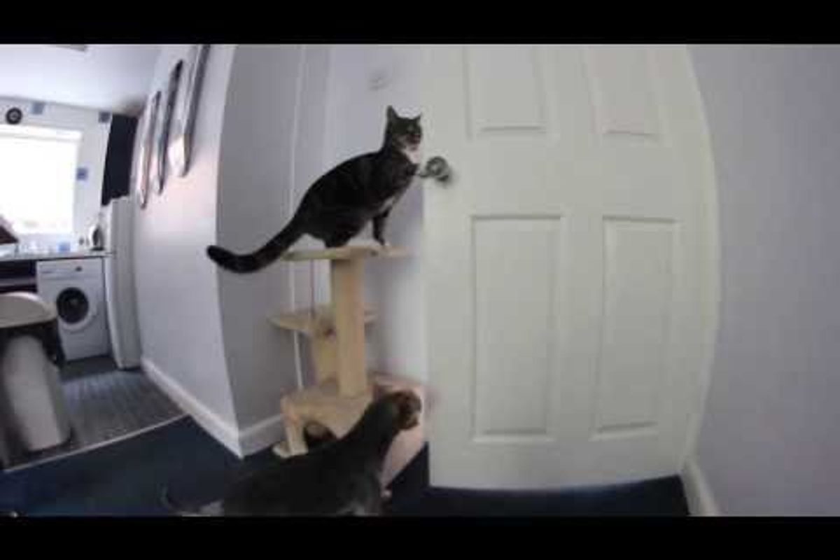 Cat Helps Dog Escape Kitchen
