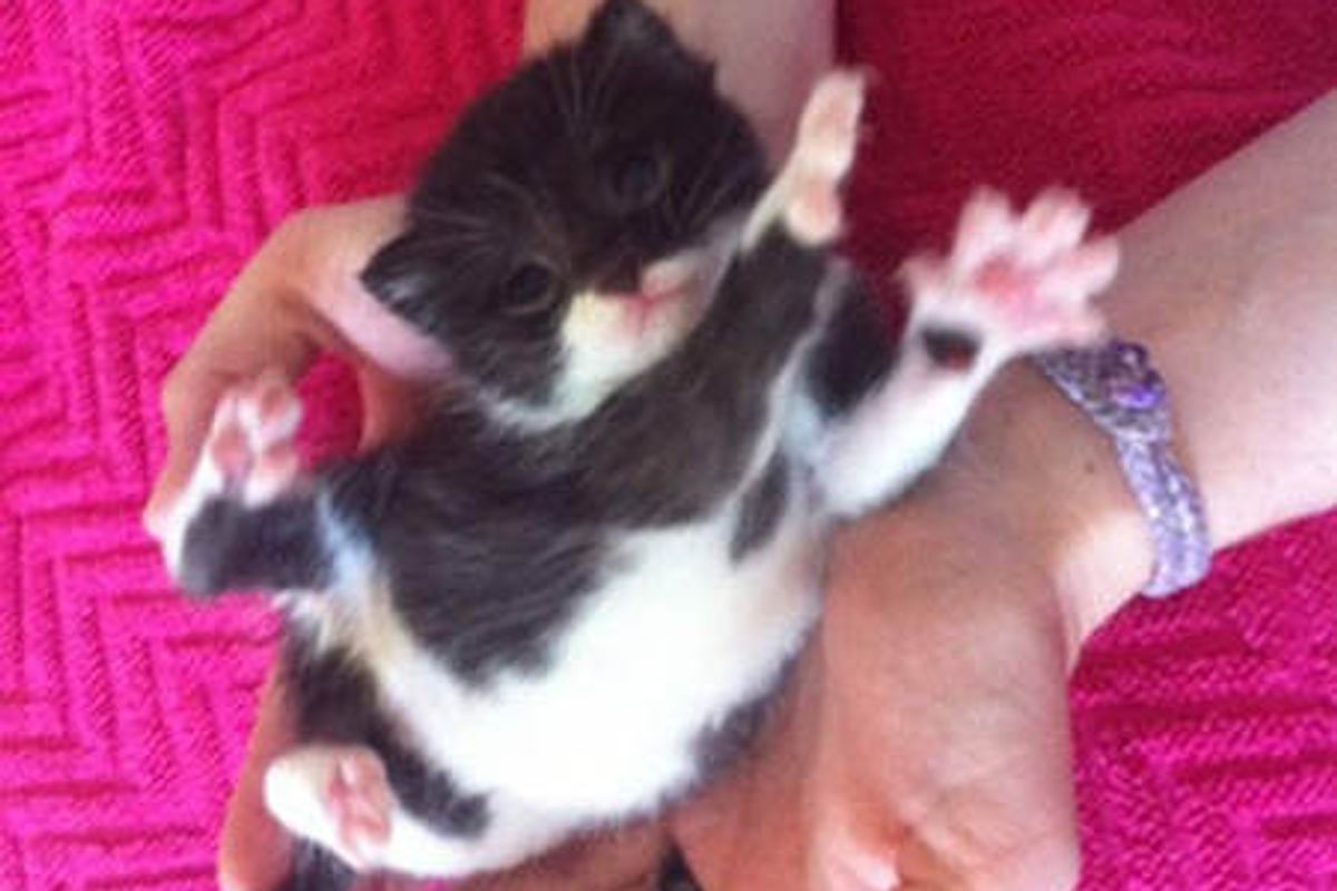 The Great Kitten Adventure