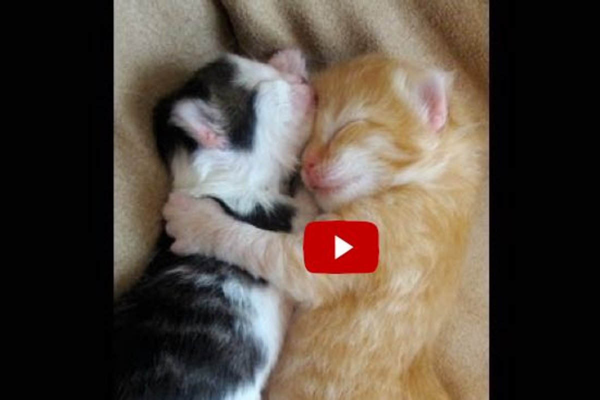 Kittens Wake Up Cuddled in Each Other's Arms. This is Unbearably Cute!